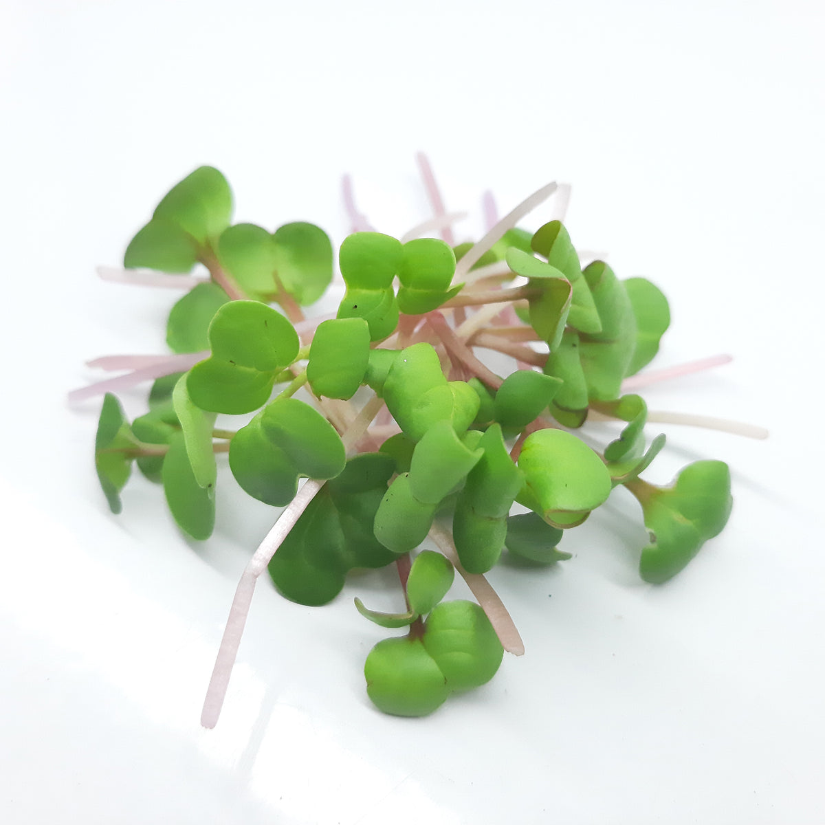 Micropousses de Radis