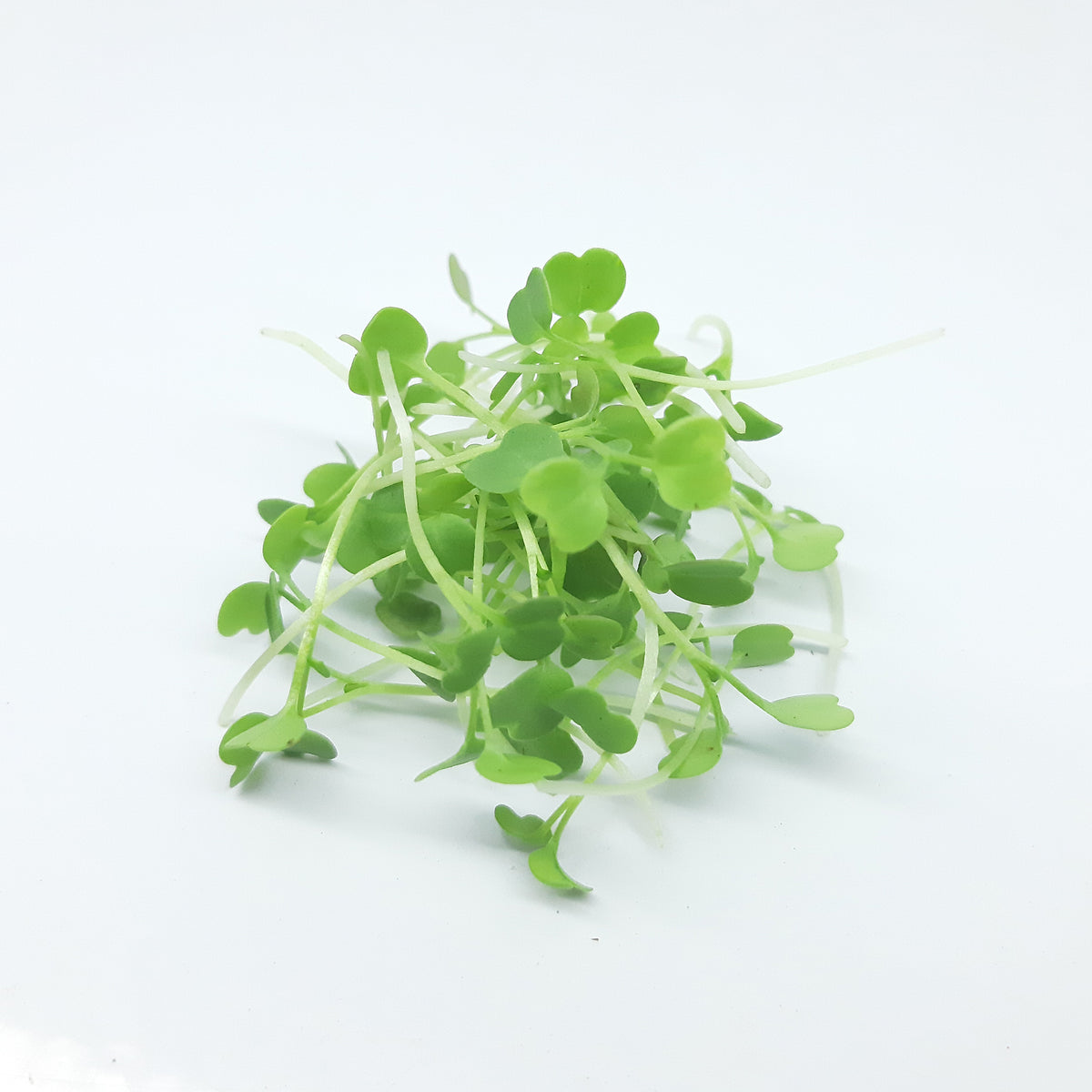 Micropousses de Roquette