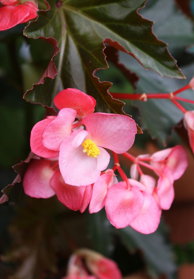 Fleurs de Bégonia Comestibles