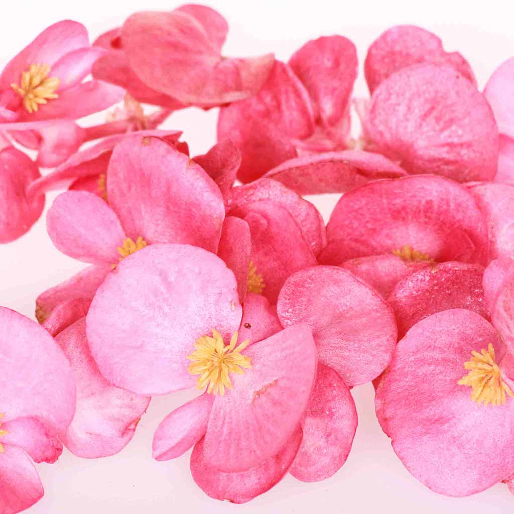 Fleurs de Bégonia Comestibles
