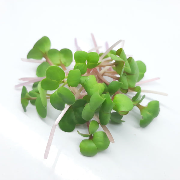Micropousses de Radis