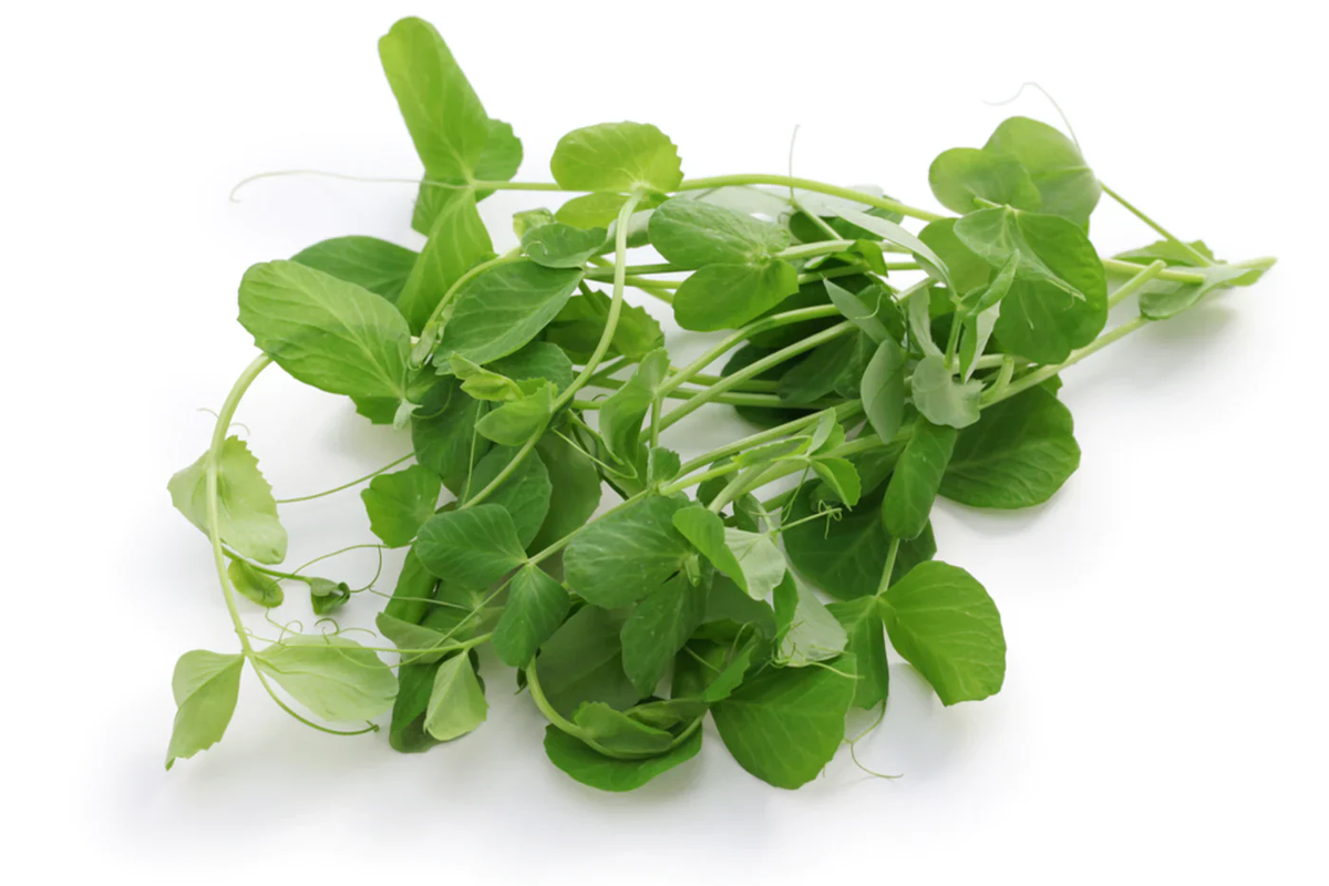 Micropousses de Petit Pois