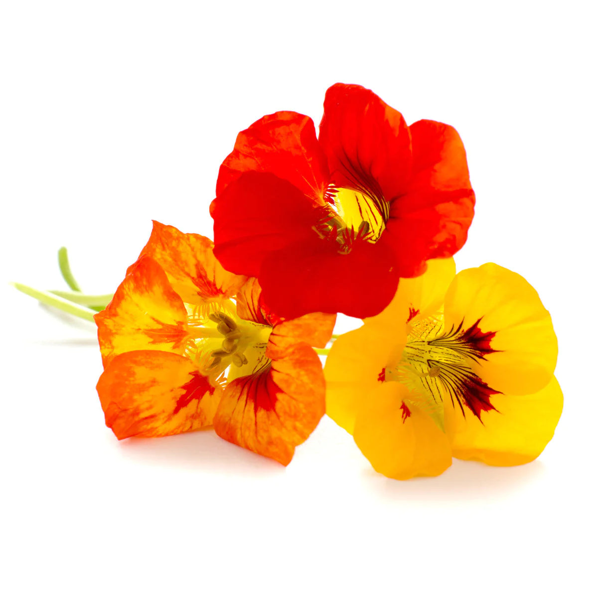 Fleurs de Capucine Comestibles
